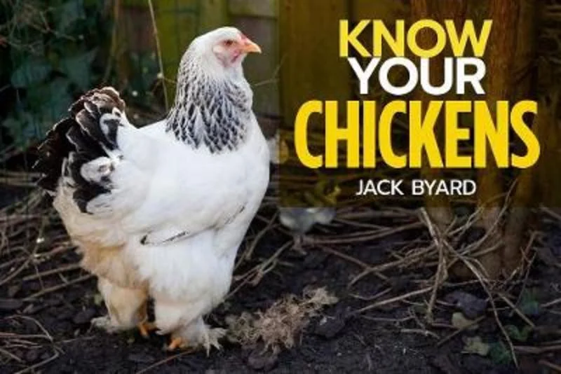 - Air box TSA certified check-inKnow Your Chickens
