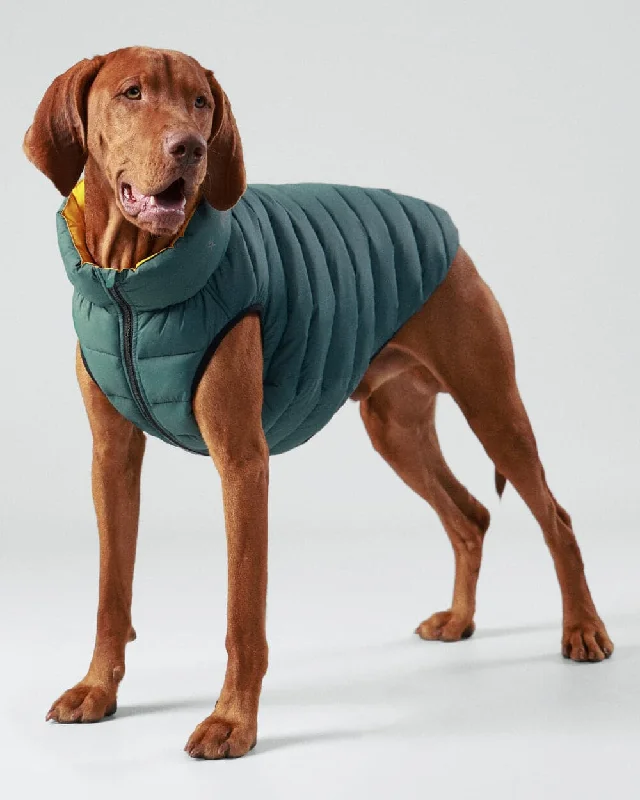 - Foldable and portable cat bagReversible Dog Puffer Jacket - Forest Green & Gold