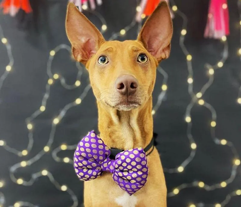- Pet toys under yuanBow Tie for Pets: Traditional Dog Bow Tie for Diwali, Festivals, Weddings (Purple) - Pet toys under yuanBow Tie for Pets: Traditional Dog Bow Tie for Diwali, Festivals, Weddings (Purple)