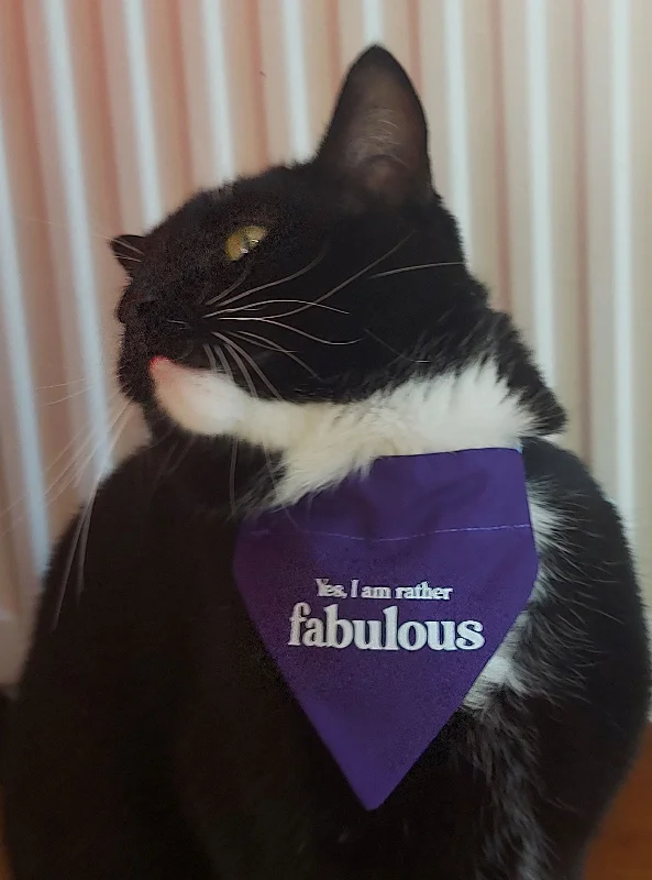 - Natural latex pet mattressCAT BANDANA! Yes I am rather Fabulous!