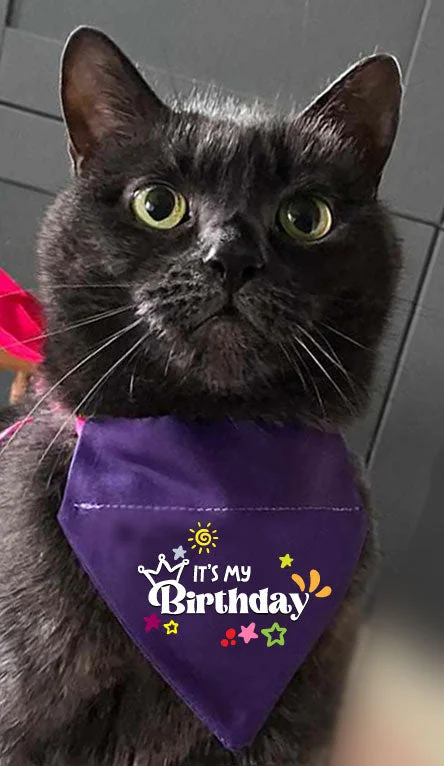 - Deodorizing cat litter tofu litterCAT BANDANA! It's my birthday